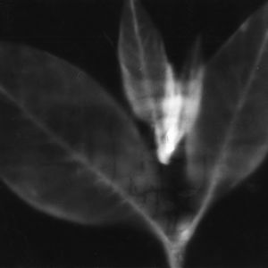 Radiograph of tobacco leaves