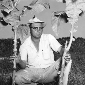 Unidentified man holding two tobacco plants