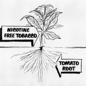 Drawing of nicotine free tobacco plant with tomato roots