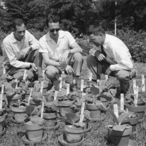 Three men, possibly Dr. F. R. Darkis, Dr. Bates, and Dr. Wolf, examining tobacco plants while visiting North Carolina State College in May 1956