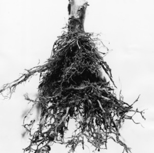 Tobacco roots
