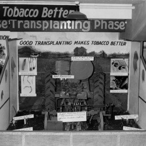 "Making good tobacco better" display showing the transplanting phase