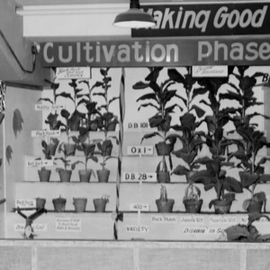 Tobacco display showing the cultivation phase