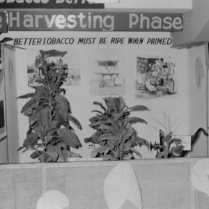 "Making good tobacco better" display showing the harvesting phase