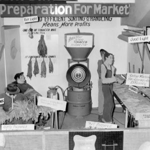 Tobacco display showing preparation for market
