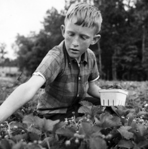 Ten-year-old Clayton boy picking strawberries at "pick-your-own" farm