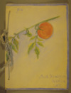 1914 girls club, tomato club booklet by Maud Kendrick