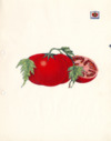Booklet by Ina Allen, tomato club