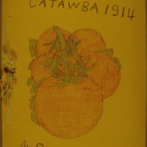 Tomato club booklet, Catawba 1914