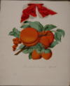 Tomato club booklet, Sadie E. Linner 1915