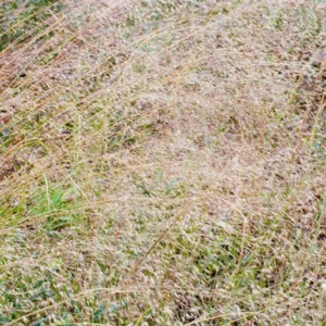A patch of hairgrass