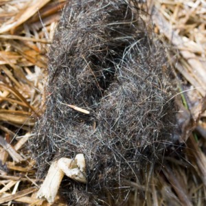 A hairball with what appears to be bone, possibly passed through digestive tract of an animal[?]
