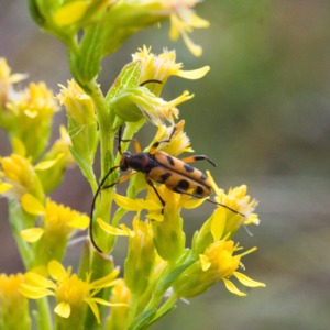 An insect crawling over a wand goldenrod