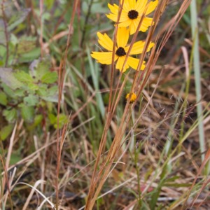 A savanna coreopsis