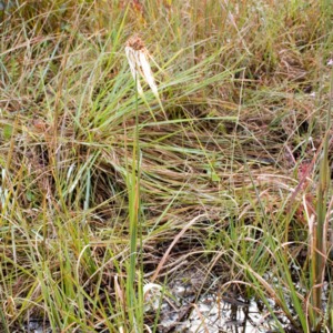 A whitetop sedge near a mud puddle