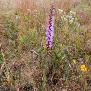 A savannah blazing star shines bright during the day