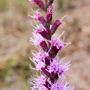 A savannah blazing star shines bright during the day