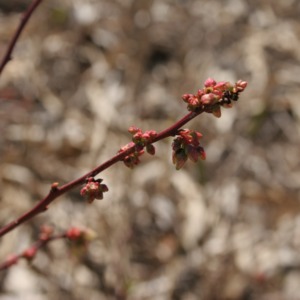 Flower buds on smooth blueberry