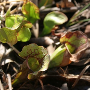 Close view of pitcher-plants