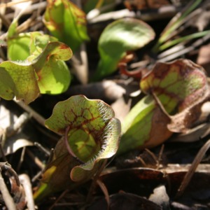 Close view of pitcher-plants