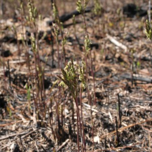 Arundinaria sprouts after a fire