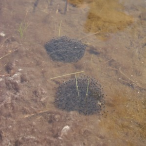 Amphibian eggs in ditch water