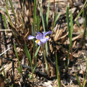 A cute dwarf iris