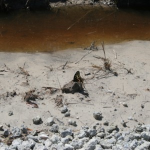 Black and gold butterfly on muddy bank