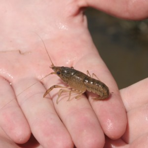 Crayfish (in unidentified person's hand)