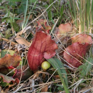 A close view of southern purple pitcher-plant
