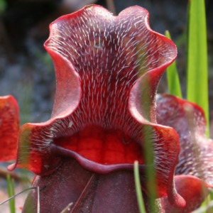 Close up detail of a pitcher-plant