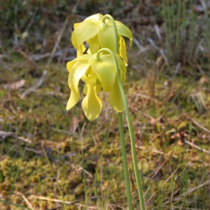Two yellow trumpets