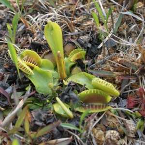 Venus'-fly-traps together as a group
