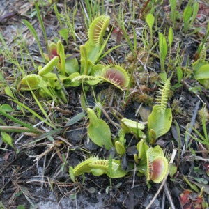 Venus'-fly-traps low to the soil