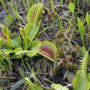 Venus'-fly-traps low to the earth