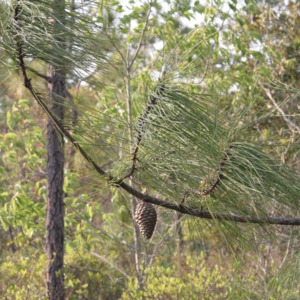 A branch from a pocosin pine