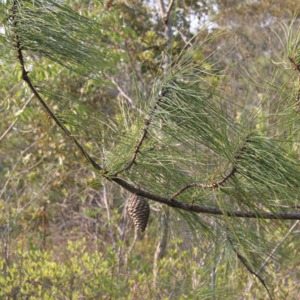 A branch from a pocosin pine