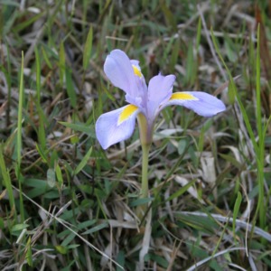 A dwarf iris barely taller than the blades of grass