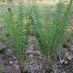 A group of cinnamon ferns