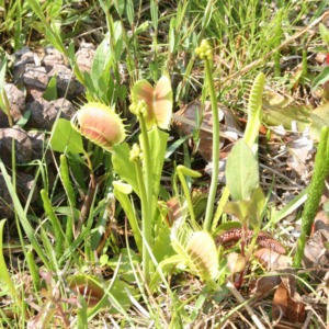 Venus'-fly-traps surrounded by foxtail clubmoss and pitcher-plants