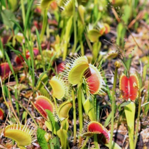 A collection of Venus'-fly-traps
