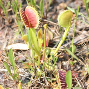 Venus'-fly-traps that are open and willing to feed