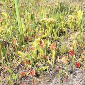 Venus'-fly-traps low to the ground
