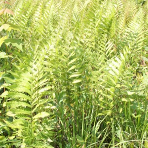 A great view of the cinnamon fern