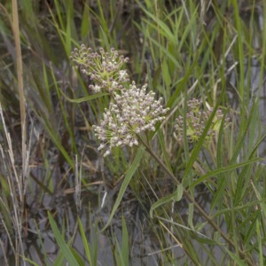 Green milkweed near water