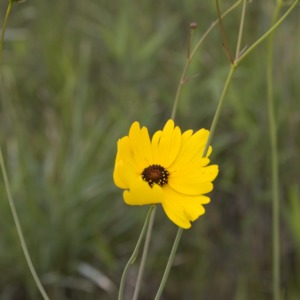 Yellow flowering coreopsis