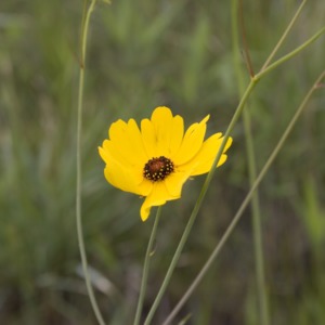 A coreopsis