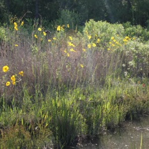 Row of coreopsis near water