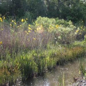 Row of coreopsis near water