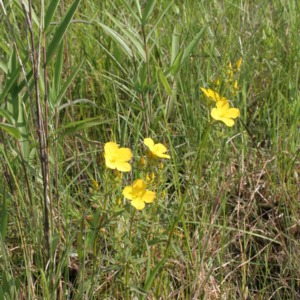 Yellow meadow beauty